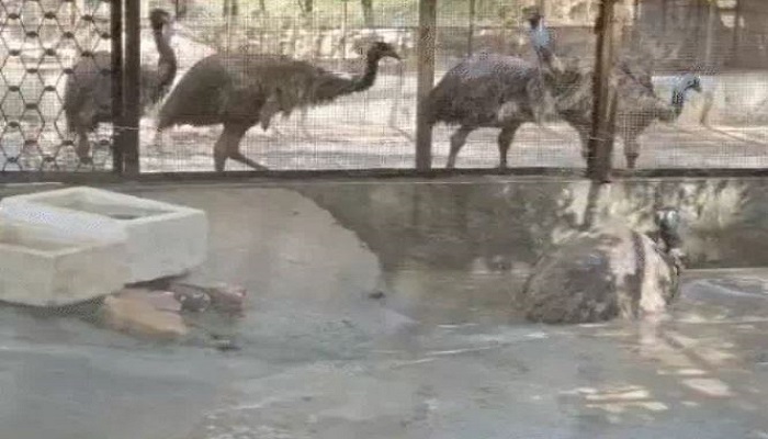 વડોદરાના સયાજી બાગ ઝૂમાં ગરમીથી પ્રાણીઓ-પક્ષીઓને રક્ષણ આપવા ખાસ વ્યવસ્થા