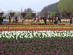 Tulip Garden