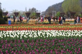 Tulip Garden