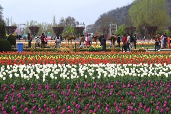 Tulip Garden