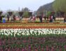 Tulip Garden