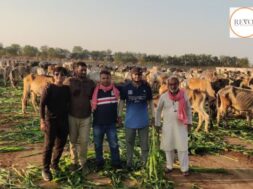 food provided to Cows and stray dogs