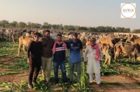 food provided to Cows and stray dogs