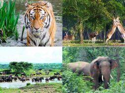 World Wildlife Day