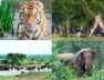 World Wildlife Day