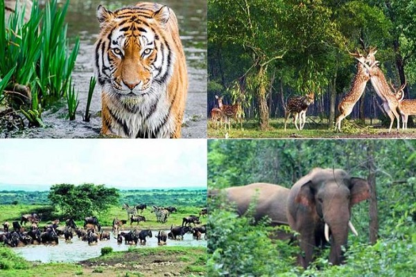 પ્રધાનમંત્રી નરેન્દ્ર મોદીએ વિશ્વ વન્યજીવન દિવસ નિમિત્તે વન્યજીવન સંરક્ષણ પ્રત્યે સરકારની પ્રતિબદ્ધતાનો પુનરોચ્ચાર કર્યો