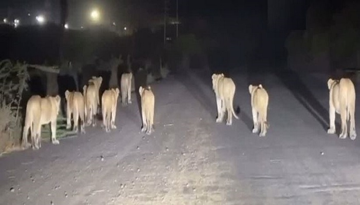 રાજુલા નજીક રાત્રે હાઈવે પર 11 સિંહનું ટોળું લટાર માટે નિકળતા વાહનો થંભી ગયા