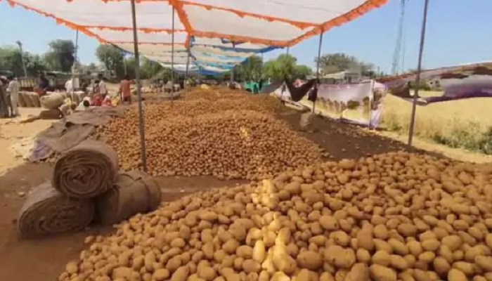 ખાડી યુદ્ધને લીધે નિકાસ અટકી જતા બટાકાના ભાવમાં 60 ટકાનો ઘટાડો