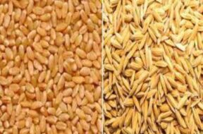 wheat and paddy