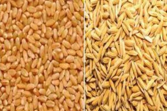 wheat and paddy