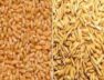 wheat and paddy