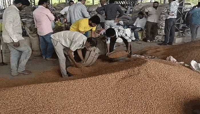 અમરેલી જિલ્લામાં ટેકાના ભાવે ચણાની ખરીદીનો આજથી પ્રારંભ થતાં ખેડૂતોને રાહત