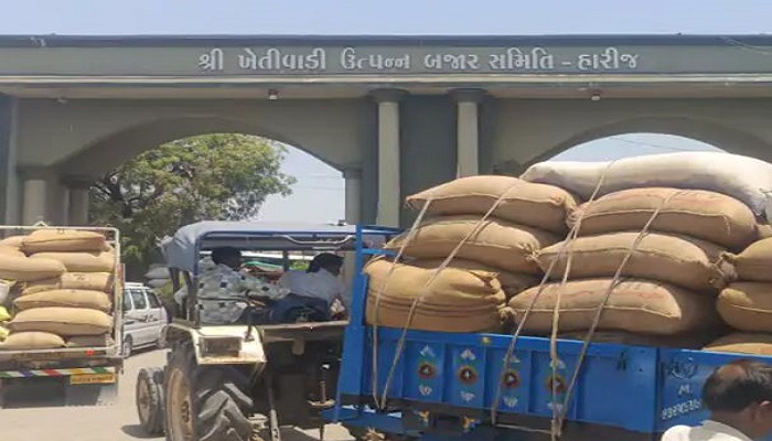 હારિજ માર્કેટ યાર્ડમાં ખેતીપાકની ધૂમ આવક, વાહનોની લાંબી લાઈનો લાગી