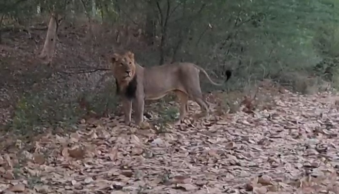 ધારી તાલુકાના મોરઝર ગામ નજીક ઈનફાઈટમાં ઘવાયેલા સિંહનું રેસ્ક્યુ કરાયું