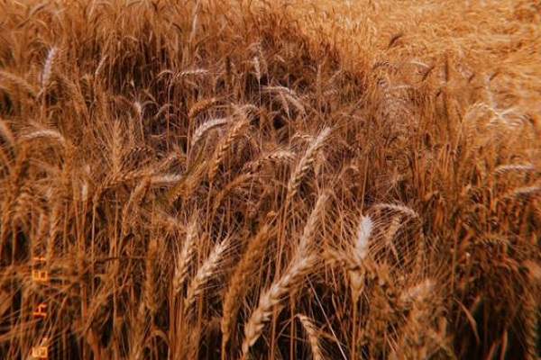 સુપ્રીમ કોર્ટે MSP સંબંધિત અરજી પર કેન્દ્ર સરકાર પાસેથી જવાબ માંગ્યો