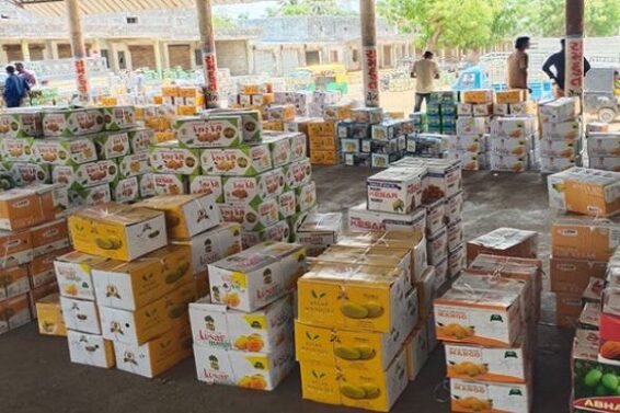 SAFFRON MANGO, Talala yard