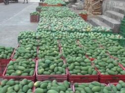 Saffron mango, navsari yard