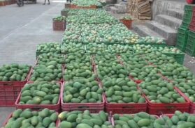 Saffron mango, navsari yard