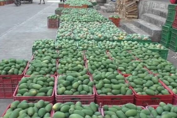 Saffron mango, navsari yard