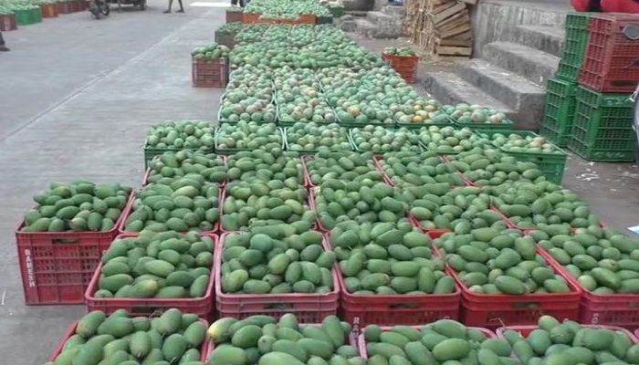 નવસારી યાર્ડમાં કેસર કેરીની 600 મણની આવક, ભાવ 20 કિલોના 3130 બોલાયા