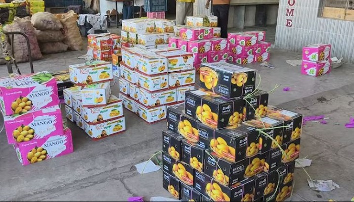 જૂનાગઢ યાર્ડમાં કેસર કેરીની 3200 બોક્સની આવક, મણના 1000થી 4200નો ભાવ