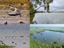 Sheikha Lake Bird Sanctuary
