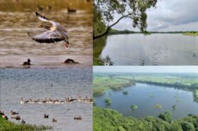 Sheikha Lake Bird Sanctuary