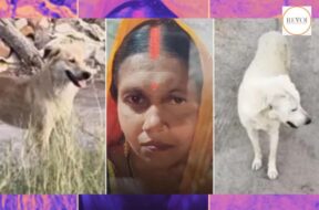 The street dogs who were fed bread every day discovered the woman’s body