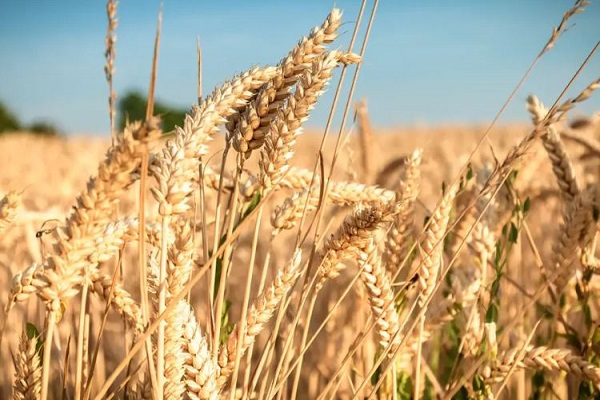 સરકારે MSP પર ઘઉંની ખરીદીનો લક્ષ્યાંક 15% વધારીને 3. 45 કરોડ ટન કર્યો