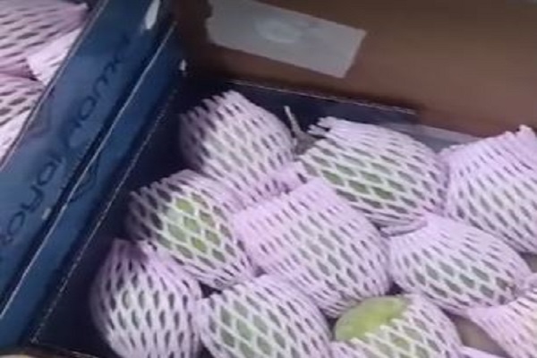 એરકાર્ગોના ભાડામાં વધારો છતાં તલાળાથી કેસર કેરીના 800 બોક્સની એમેરિકામાં નિકાસ