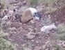 Accident, manali-1