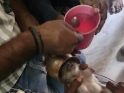 Baby monkey trapped in a pond rescued