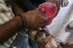 Baby monkey trapped in a pond rescued