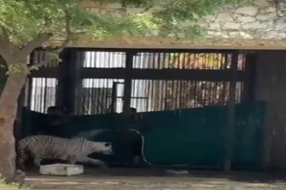 Baroda, Zoo