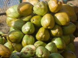 Coconut