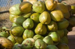 Coconut