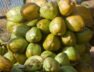 Coconut