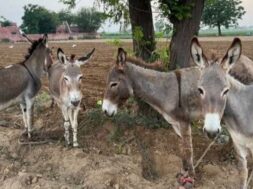 Donkeys