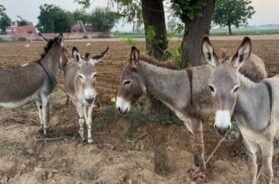 Donkeys