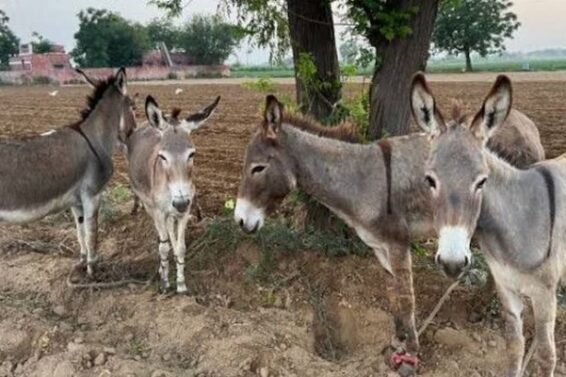 Donkeys