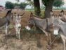 Donkeys