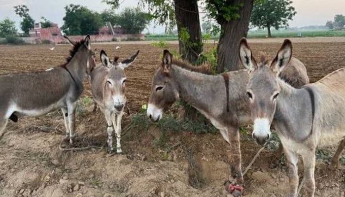 રાજકોટ જિલ્લામાં પશુ ગણતરીમાં માત્ર 43 ગધેડા નોંધાયા, ગદર્ભની વસતીમાં ઘટાડો