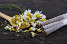 Chamomile flowers and herbal cigarettes on rustic table.
