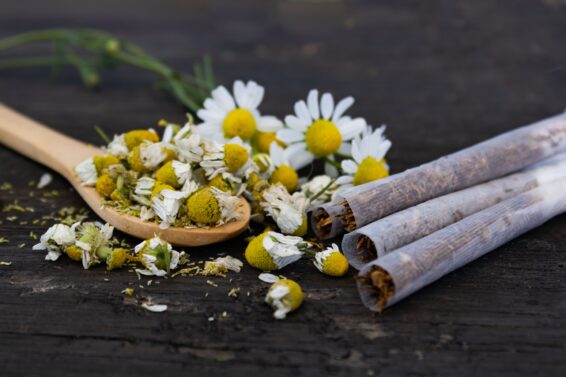 Chamomile flowers and herbal cigarettes on rustic table.