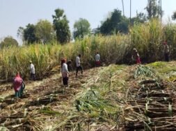 Farmers harvesting sugarcane