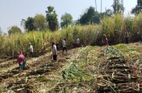 Farmers harvesting sugarcane