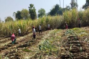 Farmers harvesting sugarcane