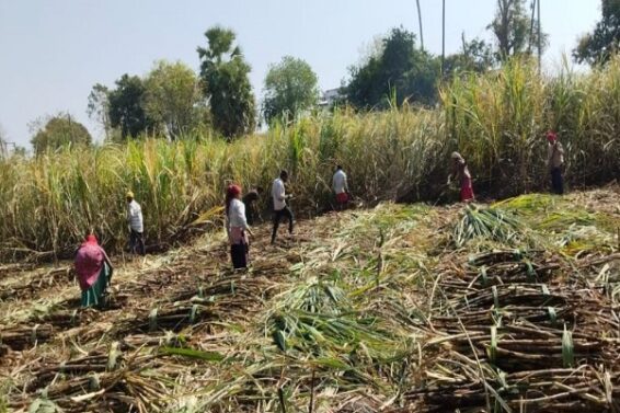 Farmers harvesting sugarcane