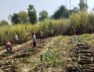 Farmers harvesting sugarcane