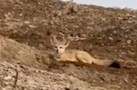 Felic Fox